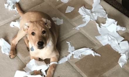 The Last Chapter – December 2021