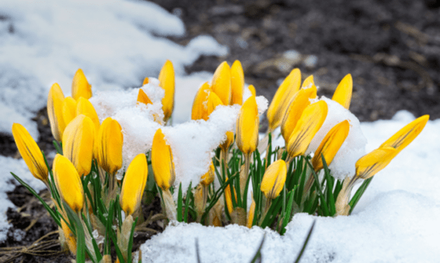 GARDENING IN FEBRUARY