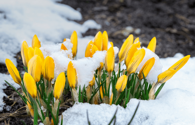 GARDENING IN FEBRUARY