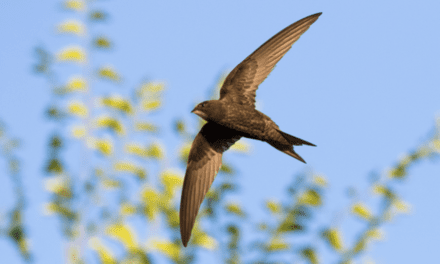 SAVE THE PLANET – THINK SWIFTS