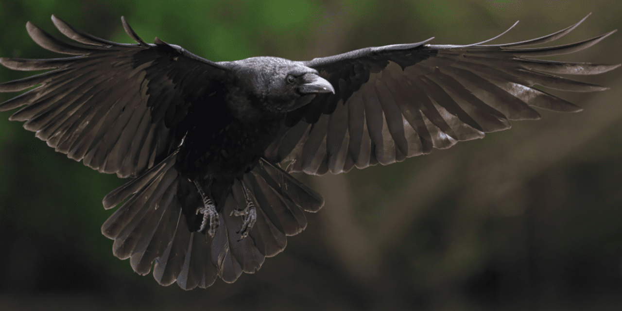 SAVE THE PLANET – CARRION CROWS