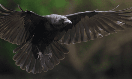 SAVE THE PLANET – CARRION CROWS