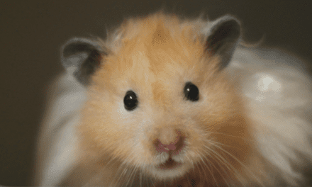 HOW MUCH DO OUR PETS UNDERSTAND?