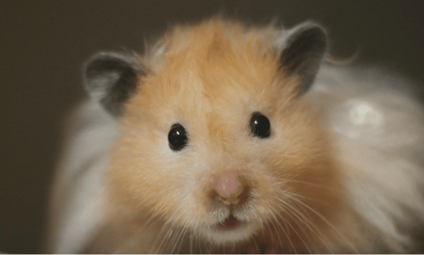 HOW MUCH DO OUR PETS UNDERSTAND?