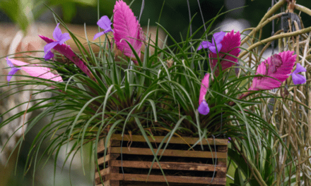 GARDENING IN MAY