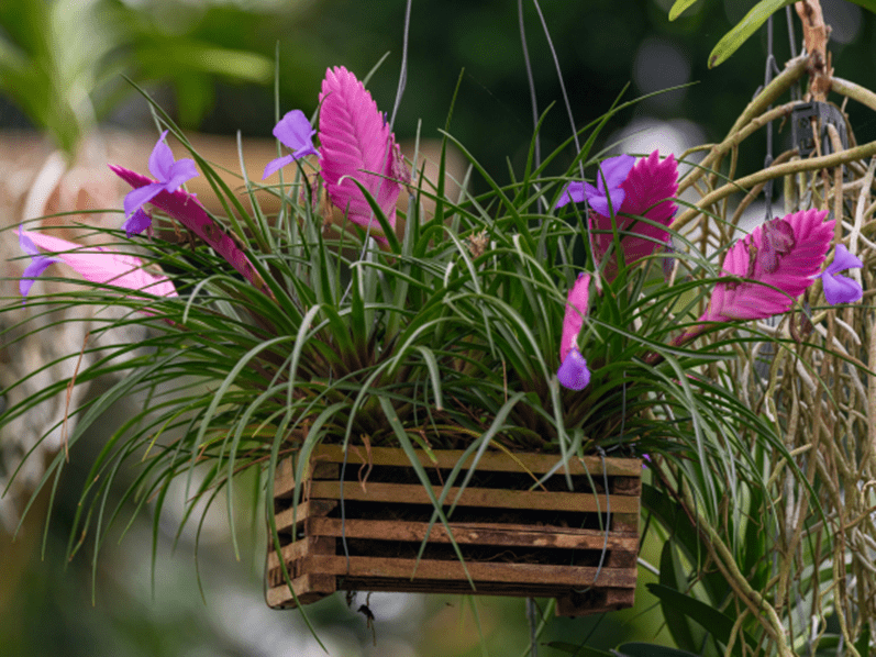 GARDENING IN MAY