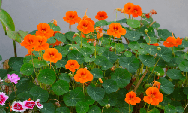 GARDENING – COMPANION PLANTING
