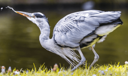 SAVE THE PLANET – NO LIFE WITHOUT WATER