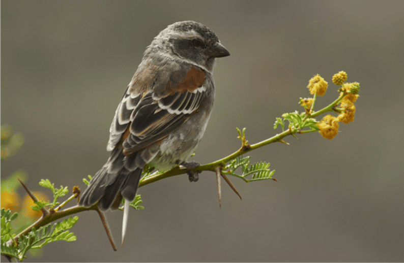 How to Attract Birds to Your Garden