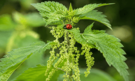 Why We Need Nettles