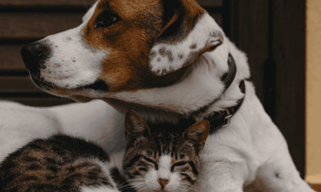 Pet Wellbeing