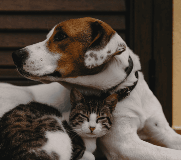 Pet Wellbeing